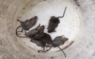 Уничтожение крыс на складе в Фрязино